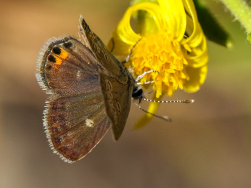 Photo: trochylus