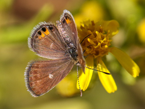 Photo: trochylus