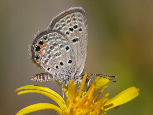 Photo: trochylus