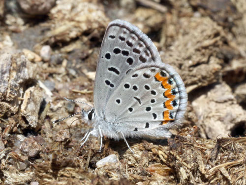 Photo: US-AcmonBlue4.jpg