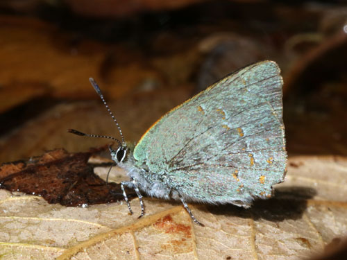 Photo: US-ArizonaHairstreak1.jpg