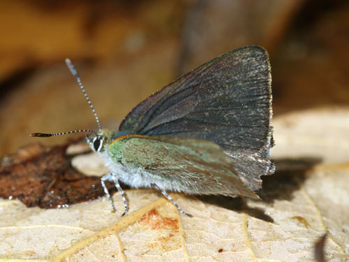 Photo: US-ArizonaHairstreak2.jpg