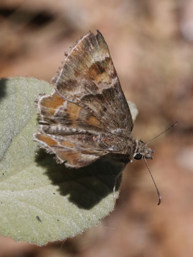 Photo: US-ArizonaPowderedSkipper1.jpg