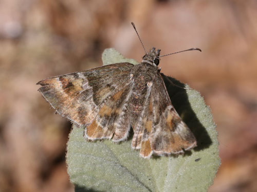 Photo: US-ArizonaPowderedSkipper2.jpg