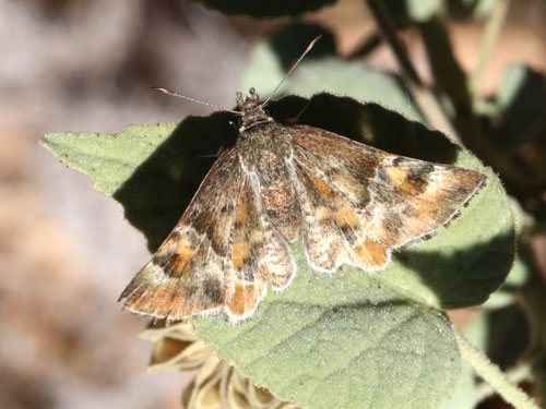 Photo: US-ArizonaPowderedSkipper3.jpg