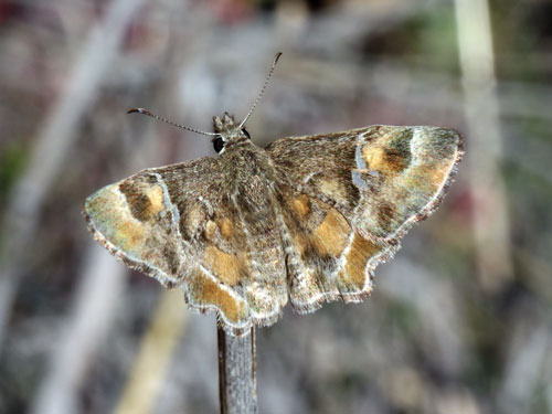 Photo: US-ArizonaPowderedSkipper4.jpg