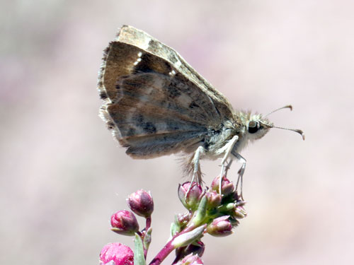 Photo: US-ArizonaPowderedSkipper5.jpg