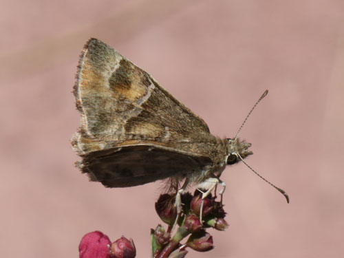 Photo: US-ArizonaPowderedSkipper6.jpg