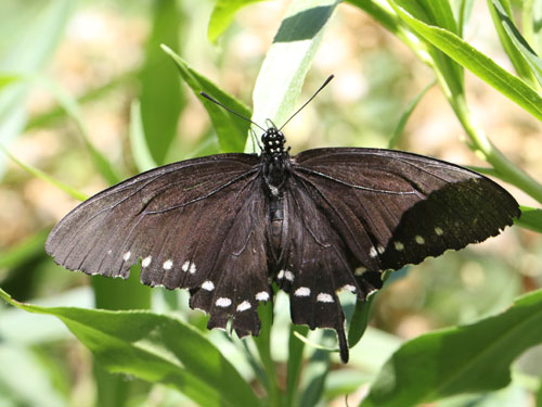 Photo: US-BlackSwallowtail1.jpg