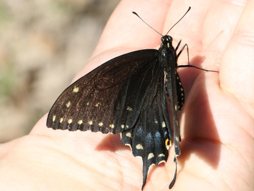 Photo: US-BlackSwallowtail2.jpg