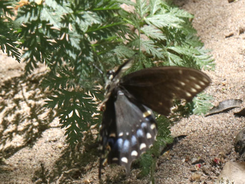 Photo: US-BlackSwallowtail3.jpg