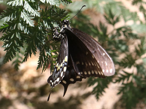 Photo: US-BlackSwallowtail4.jpg