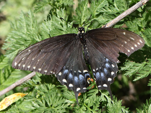 Photo: US-BlackSwallowtail6.jpg