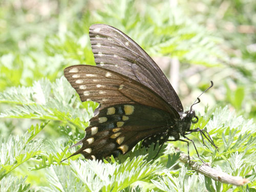 Photo: US-BlackSwallowtail7.jpg