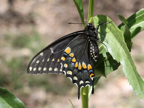 Photo: US-BlackSwallowtail8.jpg