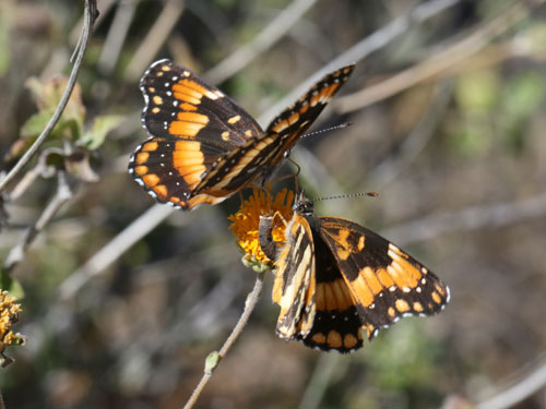 Photo: US-CaliforniaPatch1.jpg