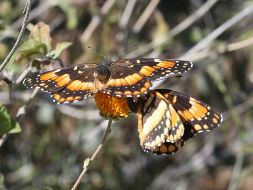 Photo: US-CaliforniaPatch2.jpg