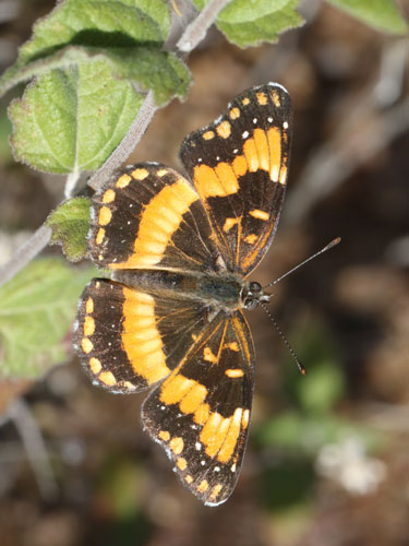 Photo: US-CaliforniaPatch3.jpg