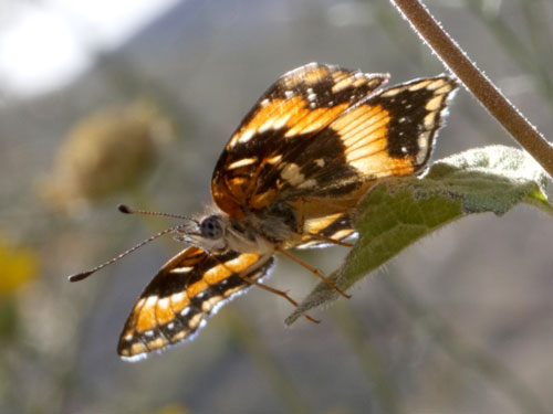 Photo: US-CaliforniaPatch4.jpg