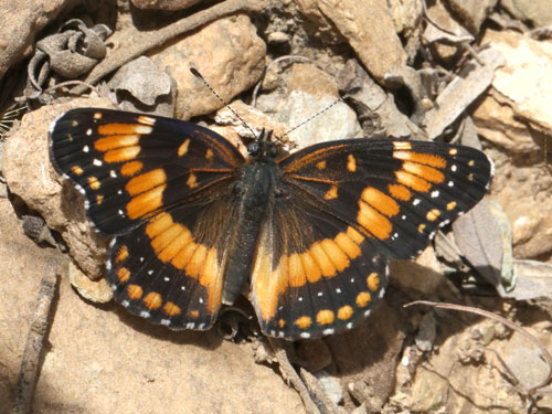 Photo: US-CaliforniaPatch5.jpg