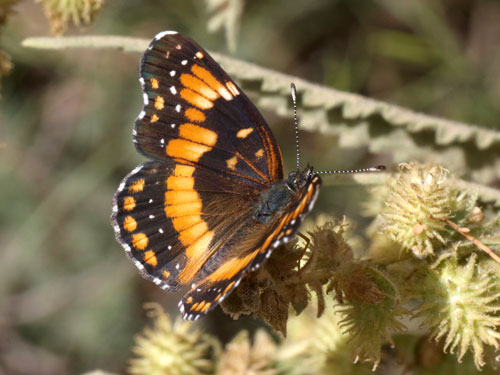 Photo: US-CaliforniaPatch6.jpg