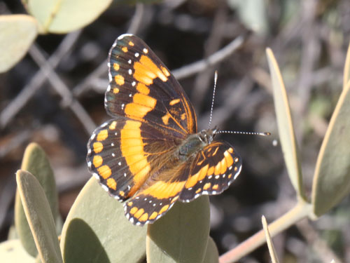 Photo: US-CaliforniaPatch7.jpg
