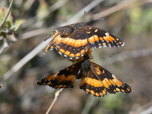 Photo: US-CaliforniaPatch8.jpg
