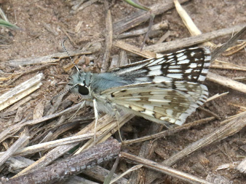 Photo: US-CommonCheckeredSkipper1.jpg