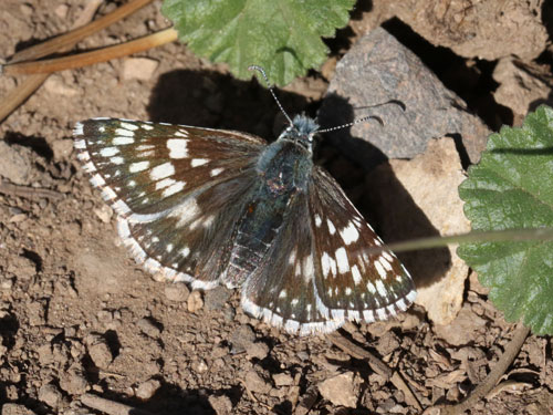 Photo: US-CommonCheckeredSkipper10.jpg