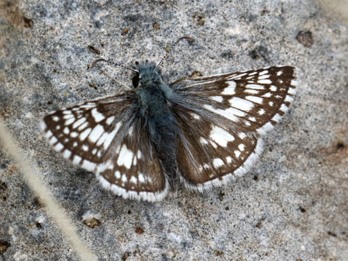 Photo: US-CommonCheckeredSkipper2.jpg