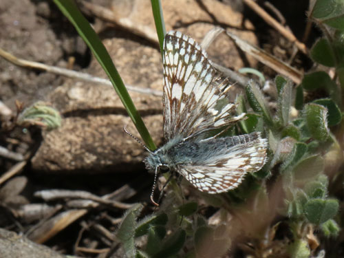 Photo: US-CommonCheckeredSkipper3.jpg