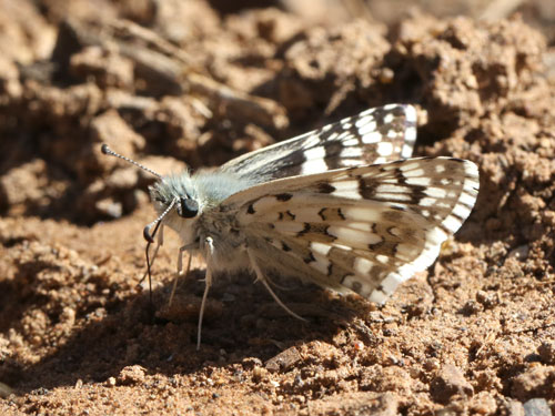 Photo: US-CommonCheckeredSkipper4.jpg