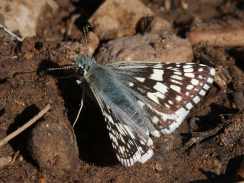 Photo: US-CommonCheckeredSkipper5.jpg