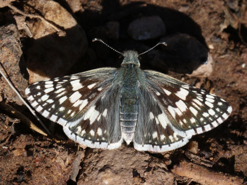 Photo: US-CommonCheckeredSkipper6.jpg