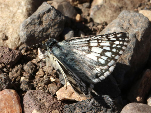 Photo: US-CommonCheckeredSkipper7.jpg