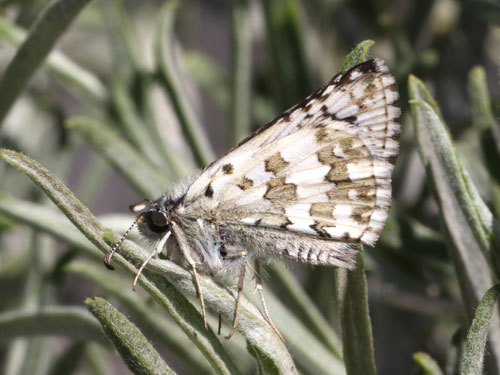 Photo: US-CommonCheckeredSkipper8.jpg