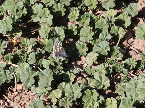 Photo: US-CommonCheckeredSkipper9.jpg