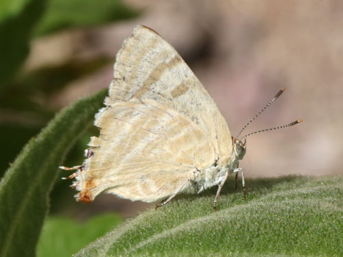 Photo: US-CreamyStripeStreak1.jpg