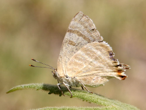 Photo: US-CreamyStripeStreak2.jpg