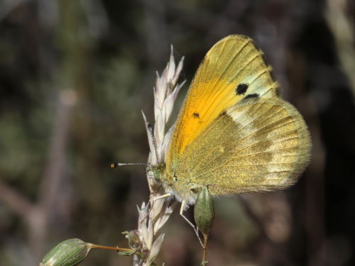 Photo: US-DaintySulphur1.jpg