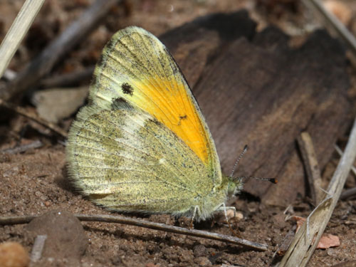 Photo: US-DaintySulphur2.jpg