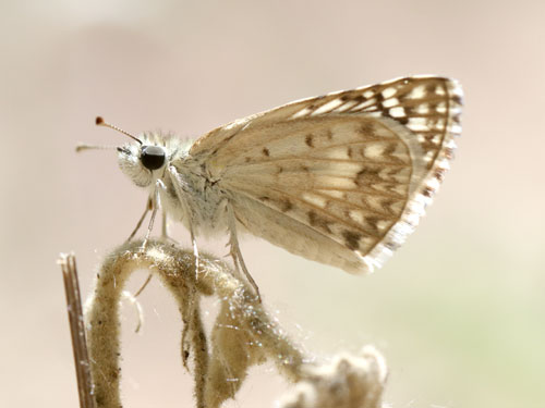 Photo: US-DesertCheckeredSkipper1.jpg