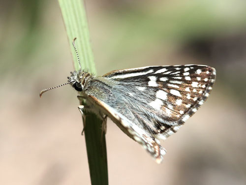 Photo: US-DesertCheckeredSkipper2.jpg