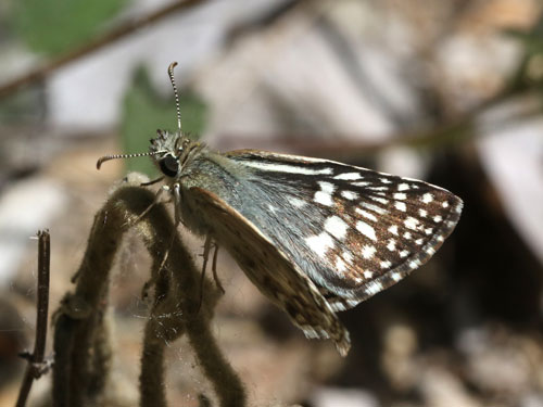 Photo: US-DesertCheckeredSkipper3.jpg