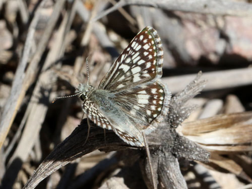 Photo: US-DesertCheckeredSkipper4.jpg