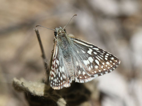 Photo: US-DesertCheckeredSkipper5.jpg