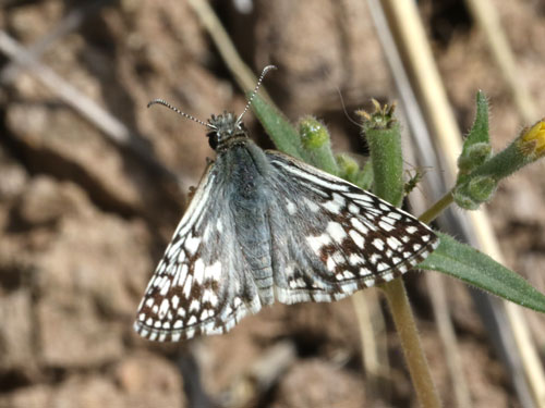 Photo: US-DesertCheckeredSkipper6.jpg