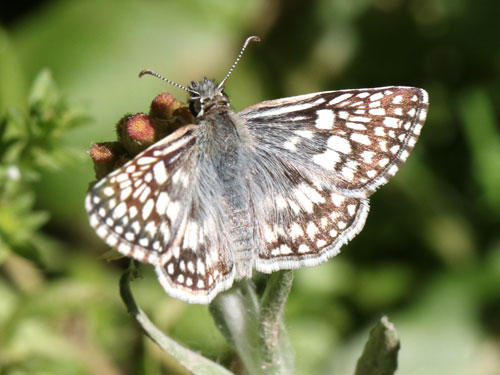 Photo: US-DesertCheckeredSkipper7.jpg