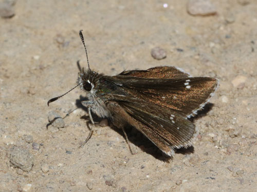 Photo: US-DottedRoadsideSkipper1.jpg