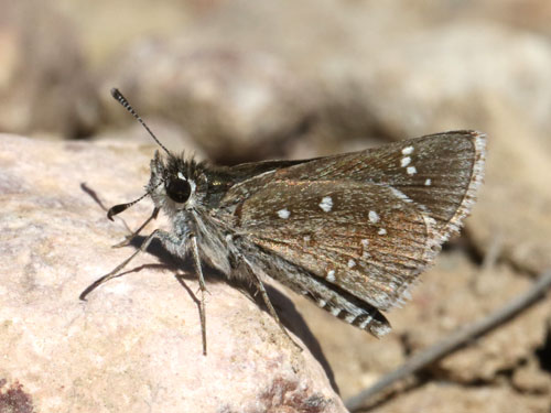 Photo: US-DottedRoadsideSkipper2.jpg